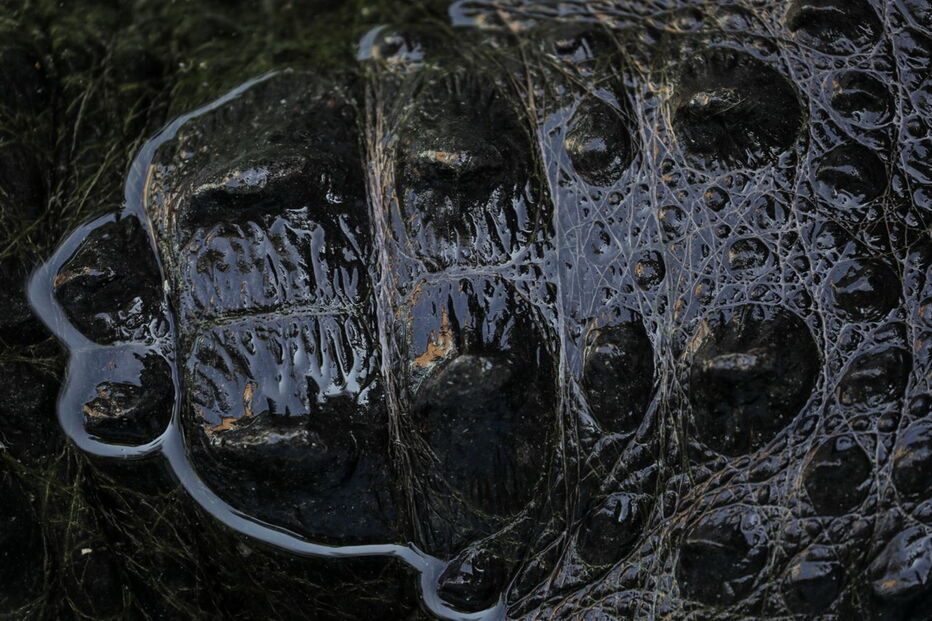 Muja, o crocodilo mais velho do mundo