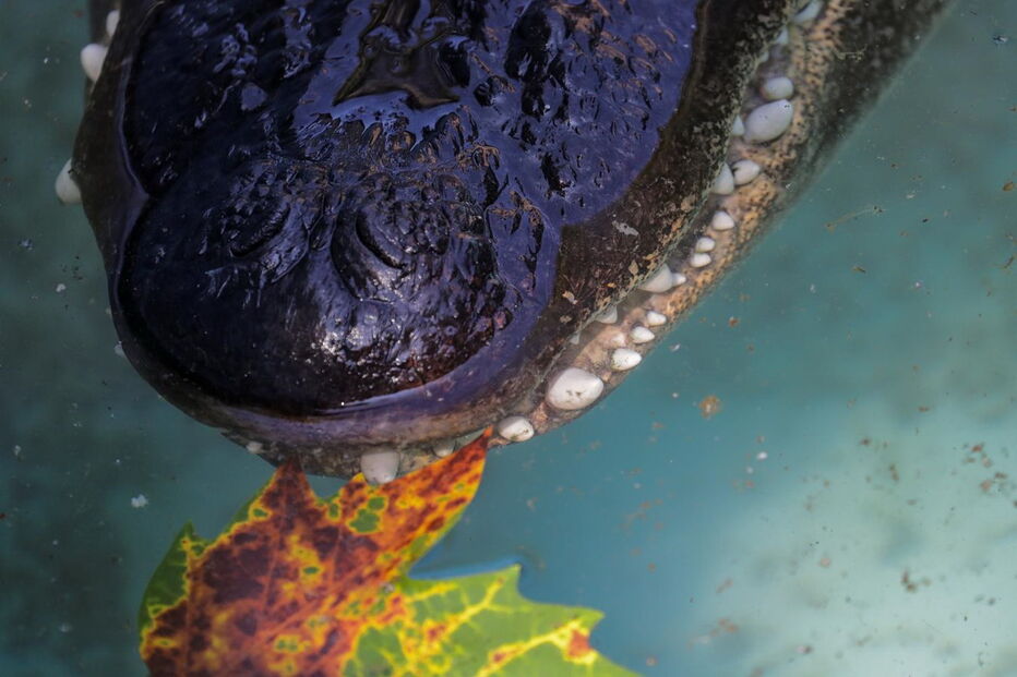 Muja, o crocodilo mais velho do mundo