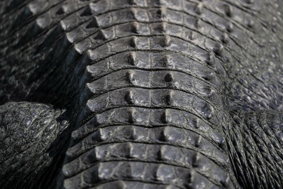 Muja, o crocodilo mais velho do mundo