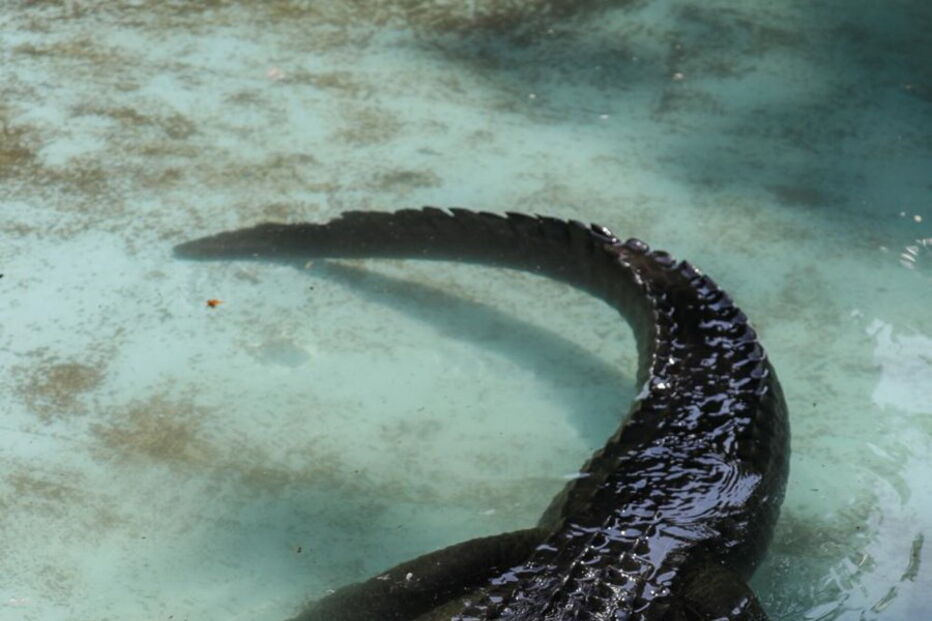 Muja, o crocodilo mais velho do mundo