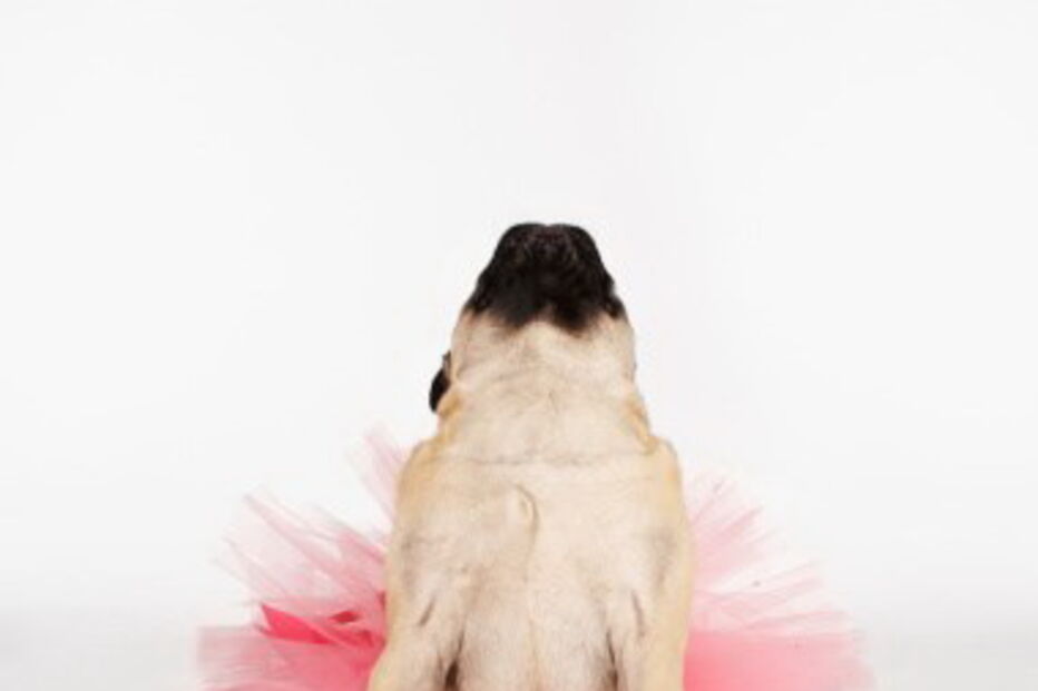 Mulher realiza cerimónia para batizar o cão 