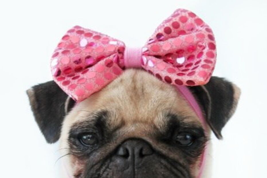 Mulher realiza cerimónia para batizar o cão 