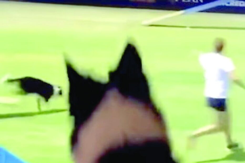 Cadela entusiasmada ao ver-se na televisão