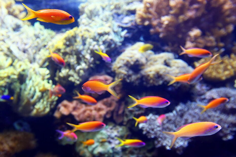 Oceanário de Lisboa