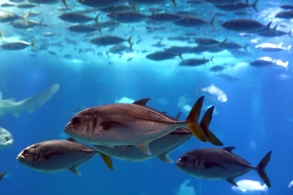 Oceanário de Lisboa