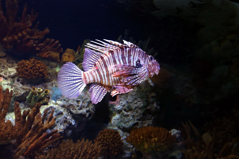 Oceanário de Lisboa