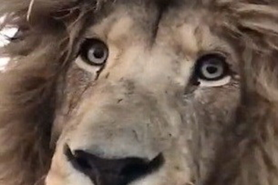 Leão apanhado a espirrar