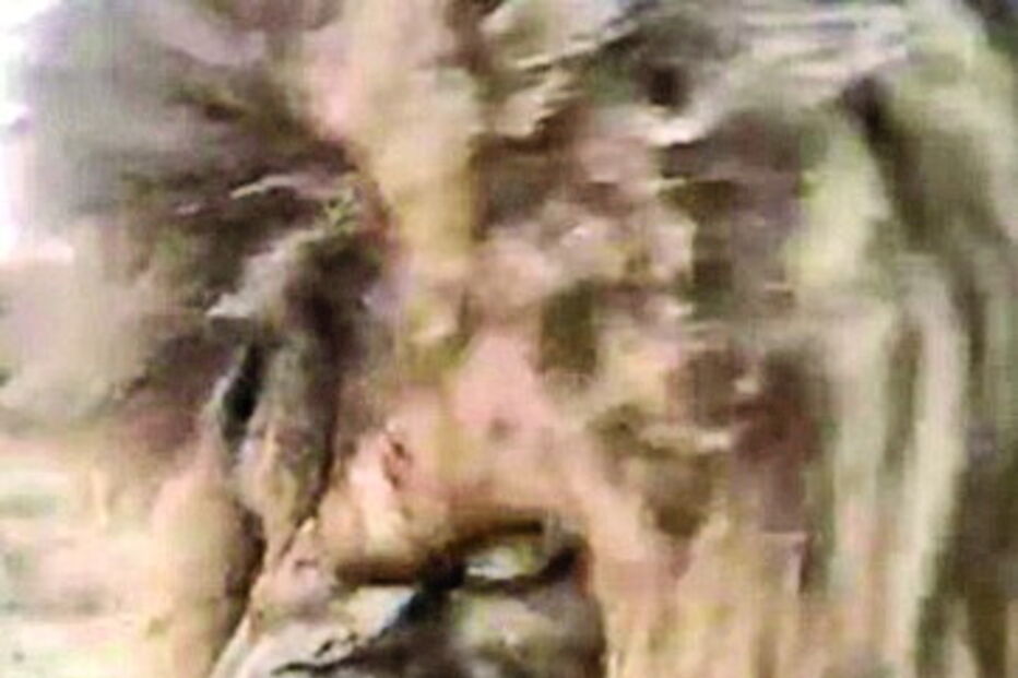 Leão apanhado a espirrar