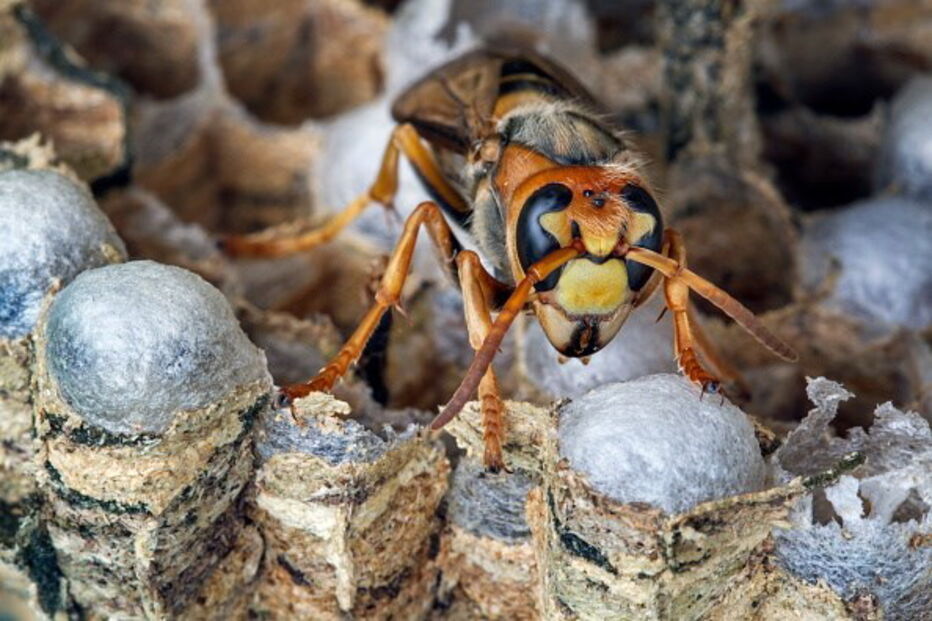 Vespas, animais, natureza