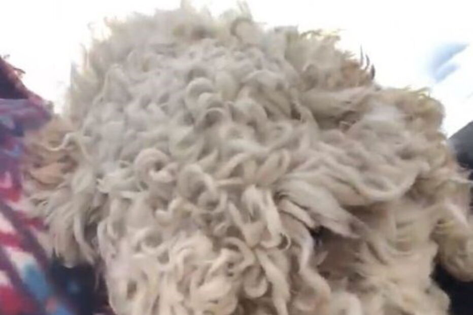 Imagens do reencontro com Samantha, filha da vítima mortal