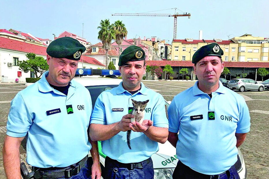 Elementos da GNR salvam gato em Lisboa