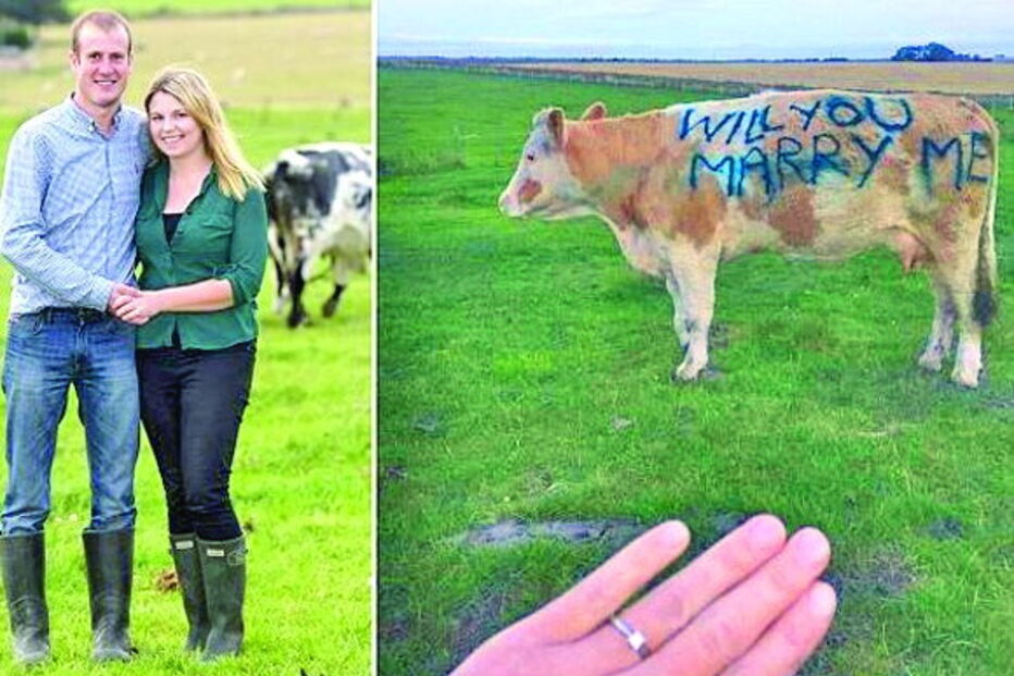 Pedido de casamento insólito