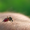 Investigação sobre malária em Moçambique pode ajudar a detetar doença de forma precoce