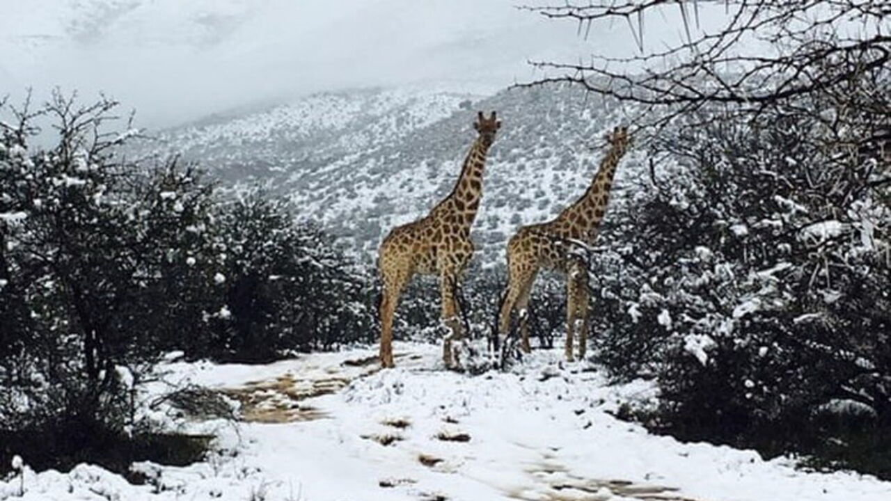 Neve na África do Sul cobriu girafas e elefantes de branco Mundo