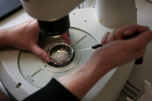 Processo de fertilização in vitro