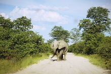 Comunidade de elefantes no Botswana