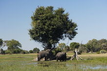 Comunidade de elefantes no Botswana