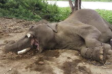 Elefantes encontrados no Delta do Okavango