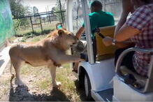 Leão afetuoso ‘ataca’ turistas com lambidelas