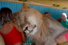 Leão afetuoso ‘ataca’ turistas com lambidelas
