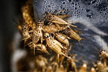 Grilos podem ser uma alternativa proteica ao consumo de carne