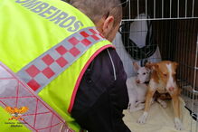 Animais com a equipa de resgate 