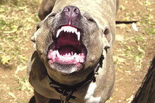 Ataques vão aumentar este ano 