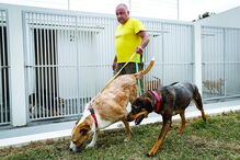 Funcionamento do canil  em Oeiras já cumpre regulamento