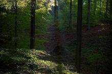 Floresta 'Foret de Soignes' na Bélgica