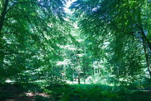 Forêt de Soignes, na Bélgica