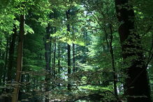 Forêt de Soignes, na Bélgica