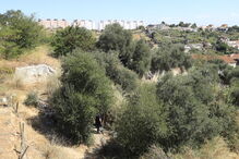 Encontrado corpo de mulher em rua de Lisboa