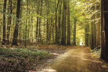 Corpo foi encontrado em floresta belga