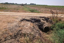 Corpo de Amélia Fialho foi encontrado incendiado num terreno em Pegões