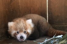 Panda-vermelho bebé é o novo residente do Jardim Zoológico de Lisboa