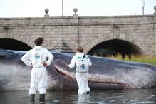Figura hiper-realista de um cachalote apareceu em Madrid