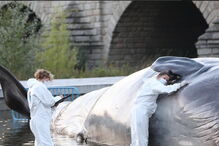 Figura hiper-realista de um cachalote apareceu em Madrid