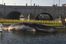 Figura hiper-realista de um cachalote apareceu em Madrid