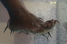Pedicure com peixes