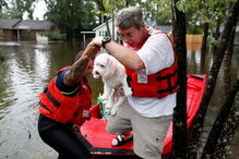 Animais resgatados na tempestade Florence
