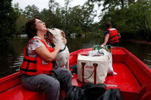 Animais resgatados na tempestade Florence