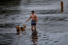 Animais resgatados na tempestade Florence