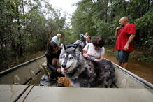 Animais resgatados na tempestade Florence