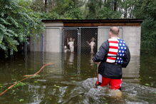 Animais resgatados na tempestade Florence