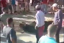 Touro morre durante largada na Moita