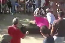 Touro morre durante largada na Moita