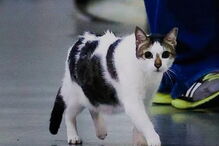 Gato proibido de entrar em Shopping no Brasil