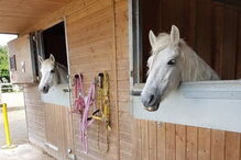 Os póneis Buffy e Marigold