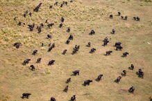 Noventa elefantes mortos no Botswana