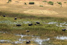 Noventa elefantes mortos no Botswana